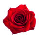 Bulgarian rose
