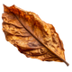 Tobacco leaf
