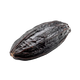 Venezuelan tonka bean