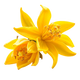 Ylang-Ylang